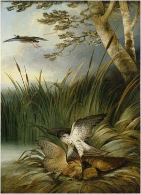 Philip Reinagle Harrier Killing a Bittern oil painting picture
